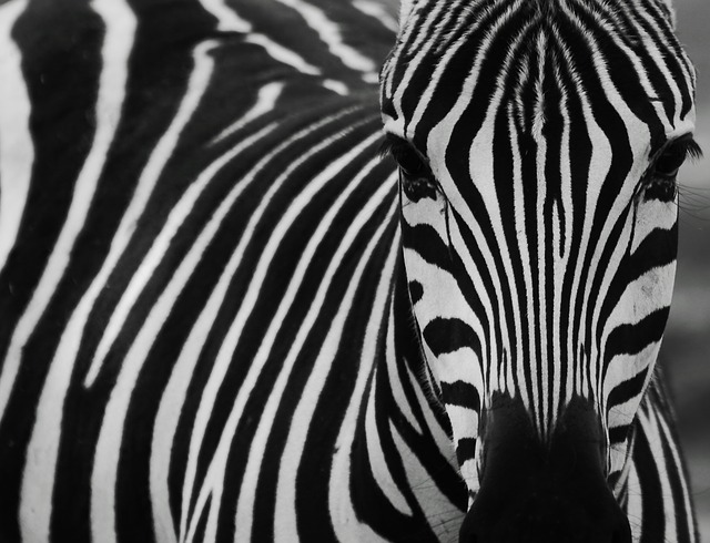 Colourful Zebra, fotograaf in Gent gespecialiseerd in mensen